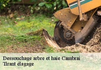 Dessouchage arbre et haie cambrai-59400 Tirant élagage