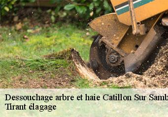 Dessouchage arbre et haie catillon-sur-sambre-59360 Tirant élagage