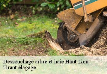 Dessouchage arbre et haie haut-lieu-59440 Tirant élagage