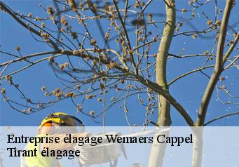 Entreprise élagage  wemaers-cappel-59670 Tirant élagage